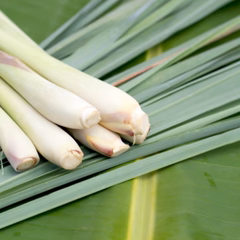 KONSENS Fussspray 250 ml Zitronengras – natürlicher Wirkstoff zur Erfrischung und Geruchskontrolle